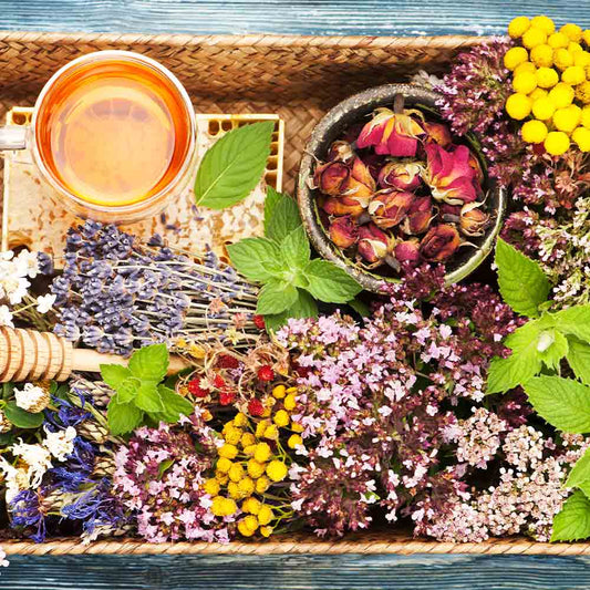 Immunity Boosting Herbs